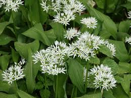 Image result for Bärlauch