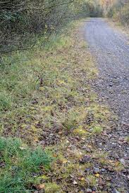 Attēlu rezultāti vaicājumam “Campylium protensum”