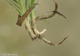 Attēlu rezultāti vaicājumam “Luzula campestris fruit”