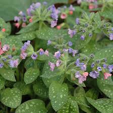 Attēlu rezultāti vaicājumam “Pulmonaria saccharata leaf”