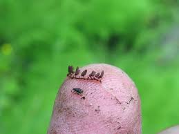 Attēlu rezultāti vaicājumam “Stemonitopsis typhina var. similis stalked”