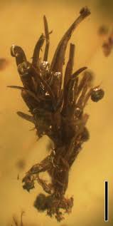 Attēlu rezultāti vaicājumam “Blasia pusilla sporophyte”