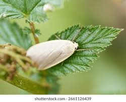 Attēlu rezultāti vaicājumam “Eilema griseola larva”