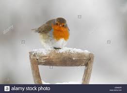 Attēlu rezultāti vaicājumam “Erithacus rubecula adult”