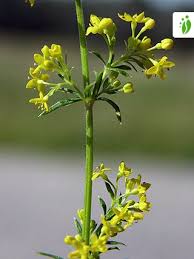 Attēlu rezultāti vaicājumam “Galium verum”