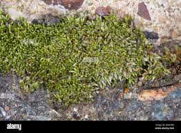 Attēlu rezultāti vaicājumam “Bryum argenteum”