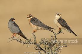 Image result for Falco vespertinus