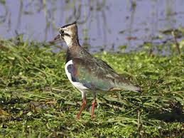 Attēlu rezultāti vaicājumam “Vanellus vanellus”