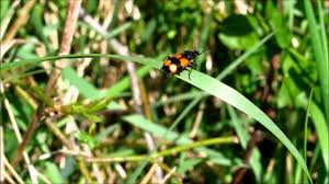 Attēlu rezultāti vaicājumam “Panagaeus cruxmajor”
