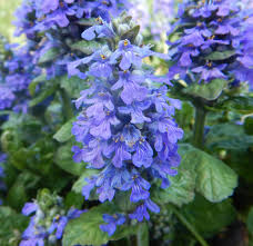 Image result for Ajuga reptans