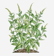 Attēlu rezultāti vaicājumam “Chenopodium bonus-henricus leaf”
