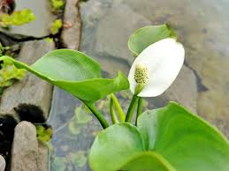 Attēlu rezultāti vaicājumam “Calla palustris”