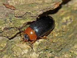 Attēlu rezultāti vaicājumam “Tetratomidae”