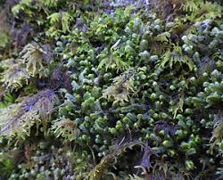 Attēlu rezultāti vaicājumam “Octospora splachnophila”