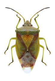 Attēlu rezultāti vaicājumam “Elasmostethus interstinctus nymph”