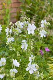 Image result for Geranium pratense