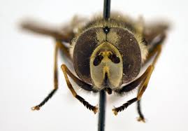 Attēlu rezultāti vaicājumam “Didea alneti”