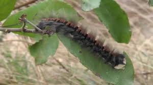 Attēlu rezultāti vaicājumam “Macrothylacia rubi larva”