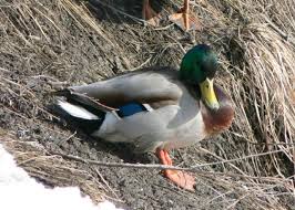 Attēlu rezultāti vaicājumam “Anas platyrhynchos”