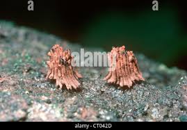 Attēlu rezultāti vaicājumam “Stemonitis herbatica macro”