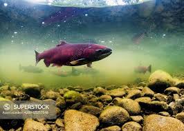 Image result for Oncorhynchus tshawytscha
