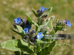 Attēlu rezultāti vaicājumam “Anchusa arvensis flower”