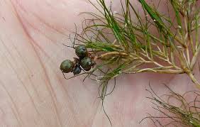 Attēlu rezultāti vaicājumam “Stuckenia pectinata”