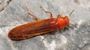 Attēlu rezultāti vaicājumam “Hylecoetus dermestoides”