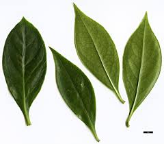 Attēlu rezultāti vaicājumam “Enkianthus chinensis leaf”
