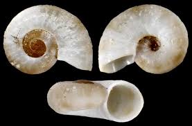 Attēlu rezultāti vaicājumam “Planorbis planorbis”