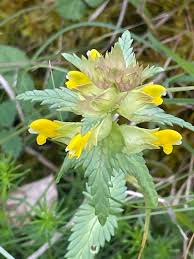 Attēlu rezultāti vaicājumam “Rhinanthus serotinus flower”