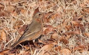 Image result for Turdus naumanni