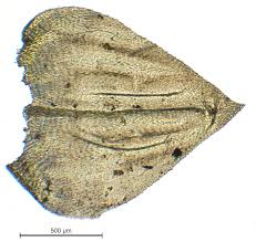 Attēlu rezultāti vaicājumam “Eurhynchium angustirete”