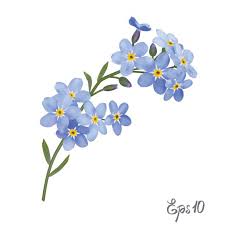 Attēlu rezultāti vaicājumam “Myosotis”