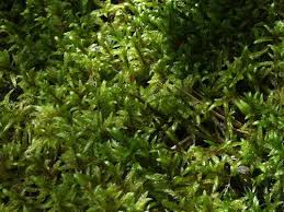 Attēlu rezultāti vaicājumam “Pleurozium schreberi sporophyte”