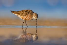 Attēlu rezultāti vaicājumam “Calidris ferruginea”