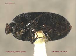 Attēlu rezultāti vaicājumam “Tetratomidae”