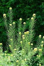 Attēlu rezultāti vaicājumam “Sisymbrium loeselii”