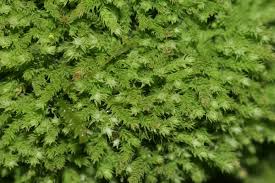 Attēlu rezultāti vaicājumam “Anomodon”