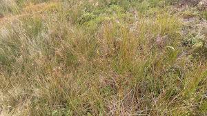 Attēlu rezultāti vaicājumam “Carex viridula”