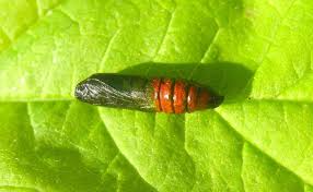 Attēlu rezultāti vaicājumam “Boudinotiana notha”