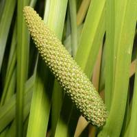 Attēlu rezultāti vaicājumam “Acoraceae”