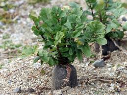 Attēlu rezultāti vaicājumam “Raphanus sativus flower”