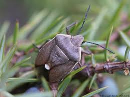 Attēlu rezultāti vaicājumam “Chlorochroa pinicola”