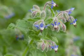 Attēlu rezultāti vaicājumam “Borago officinalis bud”