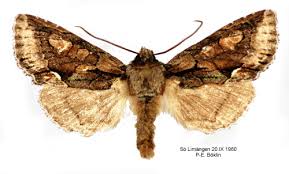 Attēlu rezultāti vaicājumam “Allophyes oxyacanthae”