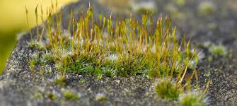 Attēlu rezultāti vaicājumam “Tortula muralis”