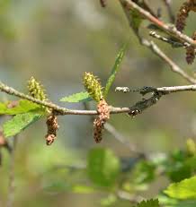 Attēlu rezultāti vaicājumam “Betula humilis”