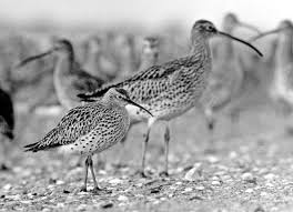 Image result for Numenius tenuirostris