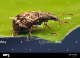 Attēlu rezultāti vaicājumam “Polydrusus tereticollis”